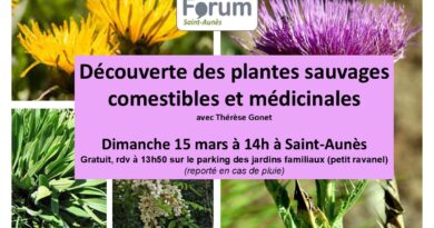Sortie plantes sauvages comestibles